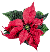 kukka, fleur, flower, joulu, christmas, sisustus, decor - Free PNG