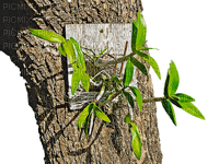 plant, kasvi - PNG gratuit