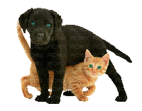 Black Lab Puppy Orange Kitten - GIF animado grátis