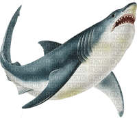shark - безплатен png