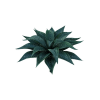 kasvi, plant - zdarma png