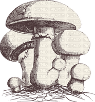 mushrooms Bb2 - png ฟรี