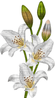 fleur-flower_fleurs-tube-lis-lily-decoration-white-blanc-image_Blue DREAM 70 - PNG gratuit