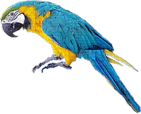 Kaz_Creations Birds Bird Parrot - png grátis