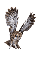 Owl - png gratis