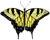 Vlinder 🦋 - zdarma png