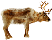 Reindeer.Brown.White - ücretsiz png