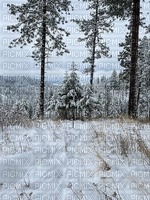 winter forest landscape - png ฟรี