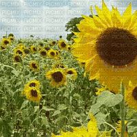 Sunflower.Tournesol.Fond.gif.Victoriabea - Free animated GIF
