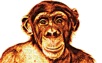 chimpanzés - GIF animé gratuit