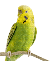 birds budgerigar bp - бесплатно png
