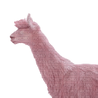 llama lama fun gif  chameaux pink kamele camels animal tube anime animated - GIF เคลื่อนไหวฟรี