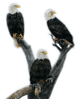 Rena Weißkopfseeadler Adler Vogel Bird - png gratis