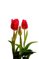flower,tulip - bezmaksas png