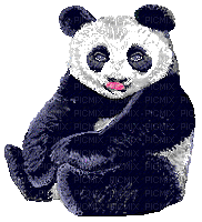 Panda - GIF animate gratis