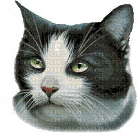 tête de chat 3 - GIF animé gratuit