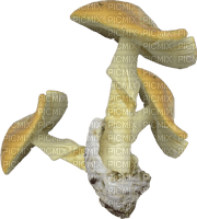 champignon - PNG gratuit
