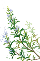 rosemary Bb2 - 免费PNG