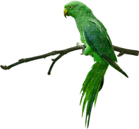 Kaz_Creations Birds Bird Parrot - nemokama png