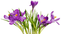 Flores moradas - besplatni png