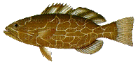 brown fish - GIF animado gratis