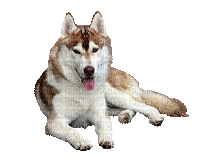 Kaz_Creations Animated Dog Pup - GIF animate gratis