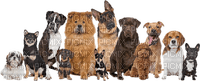 Kaz_Creations Animals Dogs Pups Dog Pup - png gratuito