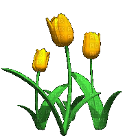 Flores Tulipán ...Gif - Ingyenes animált GIF