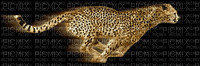 гепард - Darmowy animowany GIF