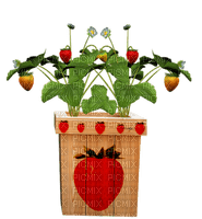 strawberry bp - png gratuito