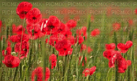 poppy flowers bp - GIF animate gratis
