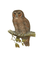 Kaz_Creations Owl Owls - darmowe png