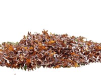 Leaf Pile - PNG gratuit