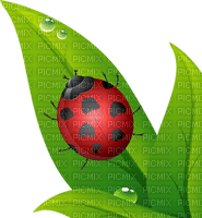 Kaz_Creations Ladybugs Ladybug - δωρεάν png