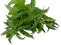 Tube Plante Verte - kostenlos png
