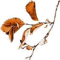 soave deco animated autumn branch liaves brown - Free animated GIF