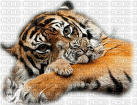 tiger - Darmowy animowany GIF