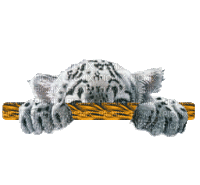 Tigre Blanc - GIF animé gratuit