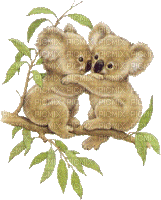 Koala Bear - Δωρεάν κινούμενο GIF