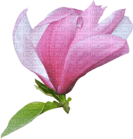 Цветок магнолии - бесплатно png