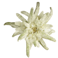 Edelweiss - png ฟรี