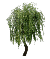 green willow tree sunshine3 - 無料png