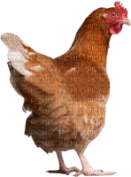 Kaz_Creations Chicken - ingyenes png