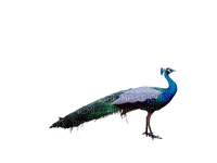 Peacock - darmowe png