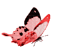 Vlinder - Gratis animerad GIF