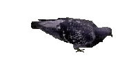 Птицы - Безплатен анимиран GIF