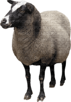 Kaz_Creations Sheep - δωρεάν png
