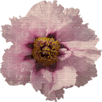 gala flowers - 免费PNG