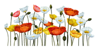 Tulipany - PNG gratuit