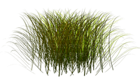 Kaz_Creations Deco Garden Grass - png ฟรี